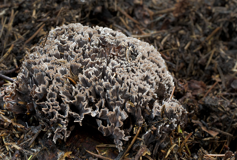 Thelephora palmata